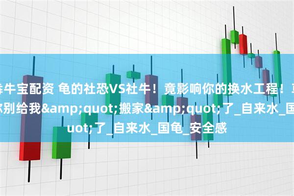 犇牛宝配资 龟的社恐VS社牛！竟影响你的换水工程！草龟：求求你别给我&quot;搬家&quot;了_自来水_国龟_安全感